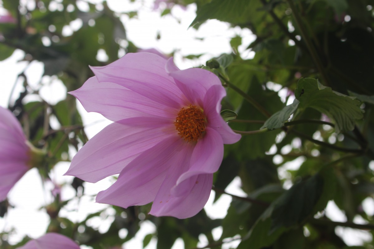 Dahlia imperialis Roezl ex Ortgies